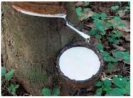 KAUCZUK – PIERWSZY ELASTOMER MASOWO WYKORZYSTYWANY W PRZEMYŚLE